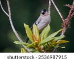 Priolo bird in the highlands of Sao Miguel Island in the Azores of Portugal.  Officially, this bird is a Azores Bullfinch.