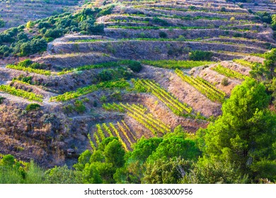 Priorat Wine Region Of Spain