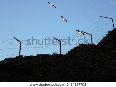 prison wall and electric fences, birds flying in the background. freedom themed photo