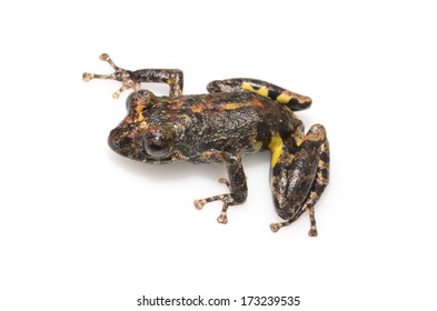 Pristimantis Divnae Stock Photo 173239535 | Shutterstock