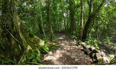 The pristine beauty of the Costa Rican jungle on a scenic forest trail - Powered by Shutterstock