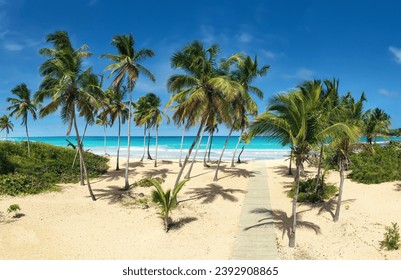 Pristine and bounty caribbean shore with coconut palm trees and turquoise sea. Tropical landscape. Macao beach. Dominican Republic. Aerial view - Shutterstock ID 2392908865