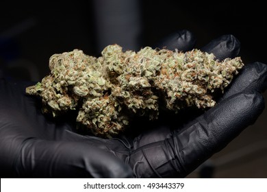 Pristine Cannabis Flower Harvest With Black Glove, Glue Strain, Grown By TKO Reserve