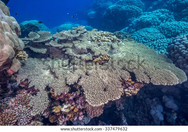 Pristine Coral Reefs Like This One Stock Photo 337479632 