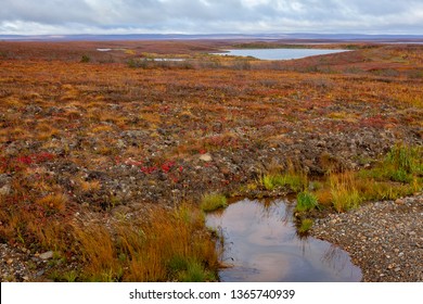 Pristine Fall Scene In The Northern Canadian Tundra