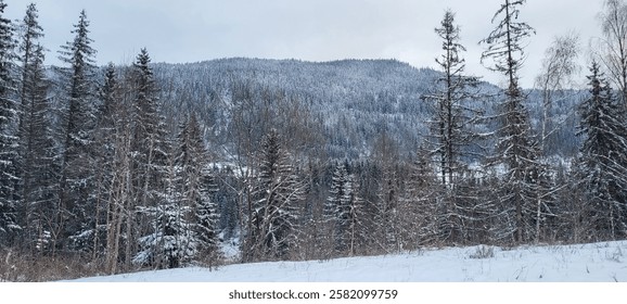A pristine forest in winter featuring snow-covered trees and a mountain backdrop, showcasing the beauty of untouched Nordic wilderness.