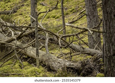 A pristine green forest with majestic evergreen trees and ancient moss-covered fallen logs. Natural deadwood creates microhabitats on the forest floor, enriching this wild sanctuary. - Powered by Shutterstock