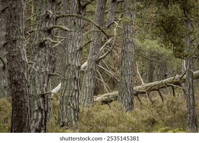 A pristine green forest with majestic evergreen trees and ancient moss-covered fallen logs. Natural deadwood creates microhabitats on the forest floor, enriching this wild sanctuary. - Powered by Shutterstock