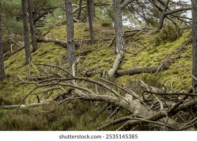 A pristine green forest with majestic evergreen trees and ancient moss-covered fallen logs. Natural deadwood creates microhabitats on the forest floor, enriching this wild sanctuary. - Powered by Shutterstock