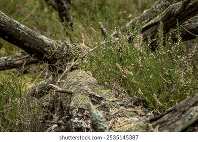 A pristine green forest with majestic evergreen trees and ancient moss-covered fallen logs. Natural deadwood creates microhabitats on the forest floor, enriching this wild sanctuary. - Powered by Shutterstock