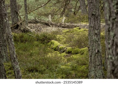 A pristine green forest with majestic evergreen trees and ancient moss-covered fallen logs. Natural deadwood creates microhabitats on the forest floor, enriching this wild sanctuary. - Powered by Shutterstock