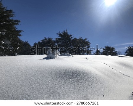 Pristine snowy landscape with cedar trees under bright sunlight and deep blue sky during winter in the mountains. Peaceful outdoor nature scenery with untouched snow and animal footprints.