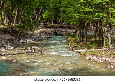 A pristine stream flows through a lush, verdant landscape of abundant greenery