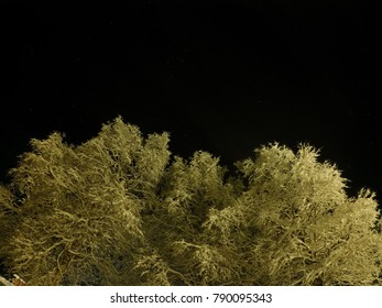 pristine white snow covered trees with dark star night sky background
