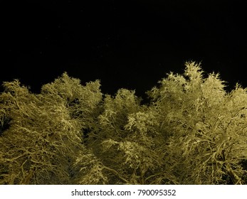 pristine white snow covered trees with dark star night sky background