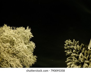 pristine white snow covered trees with dark star night sky background
