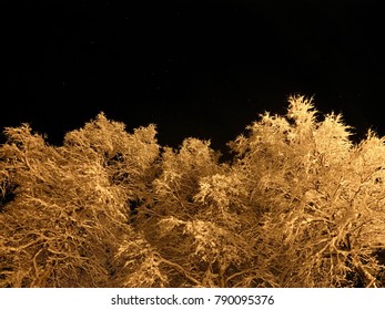 pristine white snow covered trees with dark star night sky background