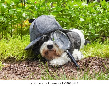 The private eye dog sleuth hamming it up in his detective's cap and peering through a magnifying glass.