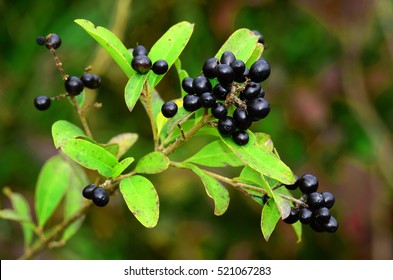 Poisonous Berries High Res Stock Images Shutterstock Poisonous Berries High Res Stock Images Shutterstock