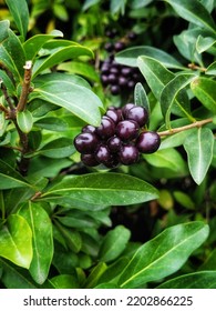 Privet evergreen bush background. Wolf berries on a green bush. Poisonous berries on a branch with a beautiful green background. - Shutterstock ID 2202866225