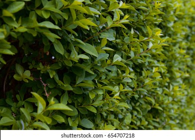 Privet Hedge