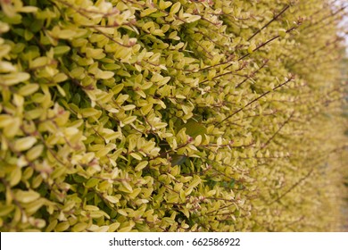 Privet Hedge