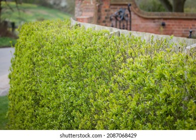 Privet Hedge Outside UK Garden, Ligustrum Vulgare (wild Privet)