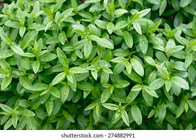 Privet Plant Close Up