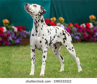 Prize Winning Dalmatian At A Dog Show