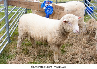 Prize Winning Sheep At Agricultural Show With Rosette