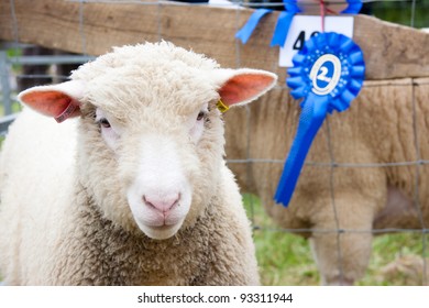 Prize Winning Sheep At Agricultural Show With Rosette