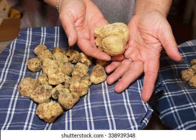 prized truffle of Tuscany valley d'Orcia Italy