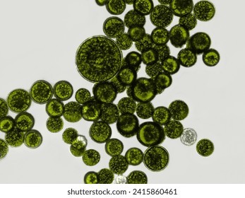 Probiotics, bacteria on white background. Bacteria and microorganisms. Microscopic probiotics, bacterial flora