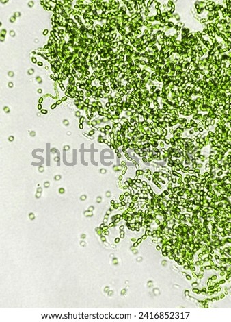 Probiotics, bacteria on white background. Bacteria and microorganisms. Microscopic probiotics, bacterial flora