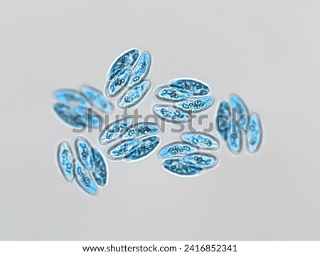 Probiotics, bacteria on white background. Bacteria and microorganisms. Microscopic probiotics, bacterial flora