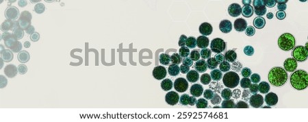 Probiotics, lactic acid bacteria. Algae, bacteria and microorganisms. Microscopic probiotics, bacterial flora