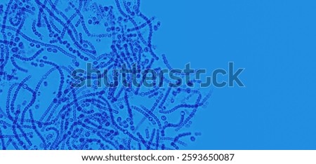 Probiotics, lactic acid bacteria. Algae, bacteria and microorganisms. Microscopic probiotics, bacterial flora