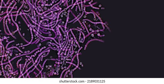 Probiotics, lactic acid bacteria on black background. Bacteria and microorganisms. Microscopic probiotics, bacterial flora - Shutterstock ID 2189031125