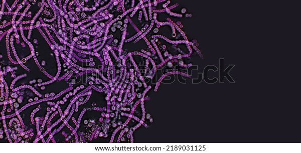 Probiotics, lactic acid bacteria on black\
background. Bacteria and microorganisms. Microscopic probiotics,\
bacterial flora