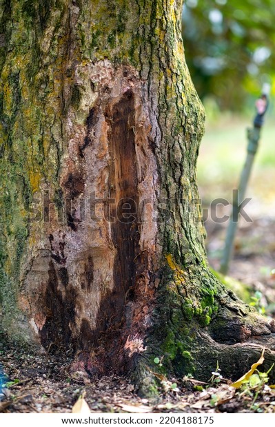 Problem Durian Garden Tree Use Treatment Stock Photo 2204188175 ...