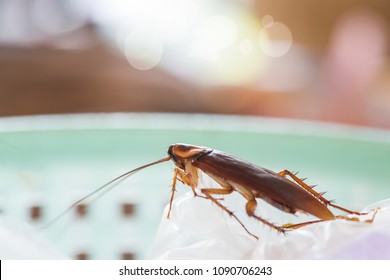 The problem in the house because of cockroaches living in the kitchen. Cockroaches are lurking in trash cans.Cockroaches are carriers of the disease.