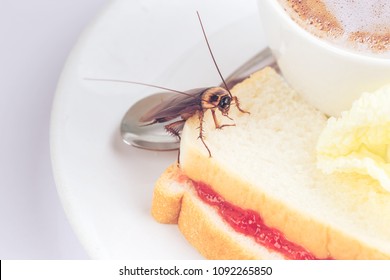 The problem in the house because of cockroaches living in the kitchen.Cockroach eating whole wheat bread on white background(Isolated background). Cockroaches are carriers of the disease.