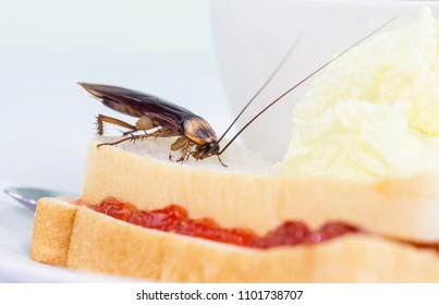 The problem in the house because of cockroaches living in the kitchen.Cockroach eating whole wheat bread on white background(Isolated background). Cockroaches are carriers of the disease.