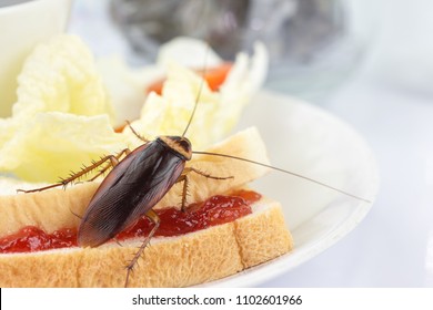 The problem in the house because of cockroaches living in the kitchen.Cockroach eating whole wheat bread on white background(Isolated background). Cockroaches are carriers of the disease.