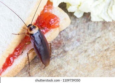 The problem in the house because of cockroaches living in the kitchen.Cockroach eating whole wheat bread on white background(Isolated background). Cockroaches are carriers of the disease.