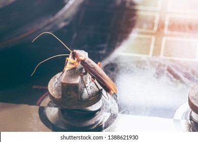 The problem in the house because of cockroaches living in the kitchen.Cockroach eating whole wheat bread.Cockroaches are carriers of the disease.kitchen.Cockroaches are carriers of the disease.