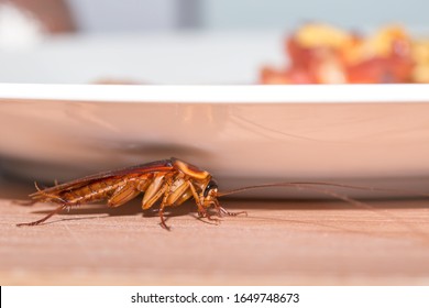 The problem in the house because of cockroaches living in the kitchen. Cockroaches hiding under a plate of food. Cockroaches are carriers of the disease.