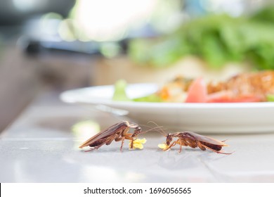 El problema en la casa por las cucarachas que viven en la cocina. Cockroach comiendo pan de trigo entero sobre fondo de mesa. Las cucarachas son portadoras de la enfermedad.