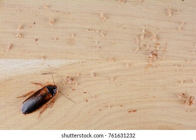 The problem is in a kitchen because of cockroaches. 