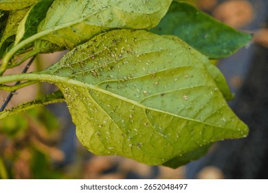 Problem of whitefly effect on leaves and branches of vegetables plants in field inside greenhouses, Whitefly Aleyrodes proletella agricultural pest on pepper leaf, Whiteflies on underside of leaves.